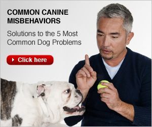 Cesar Millan’s Best Tips to Stop Dog Barking | Dog Whisperer Cesar Millan