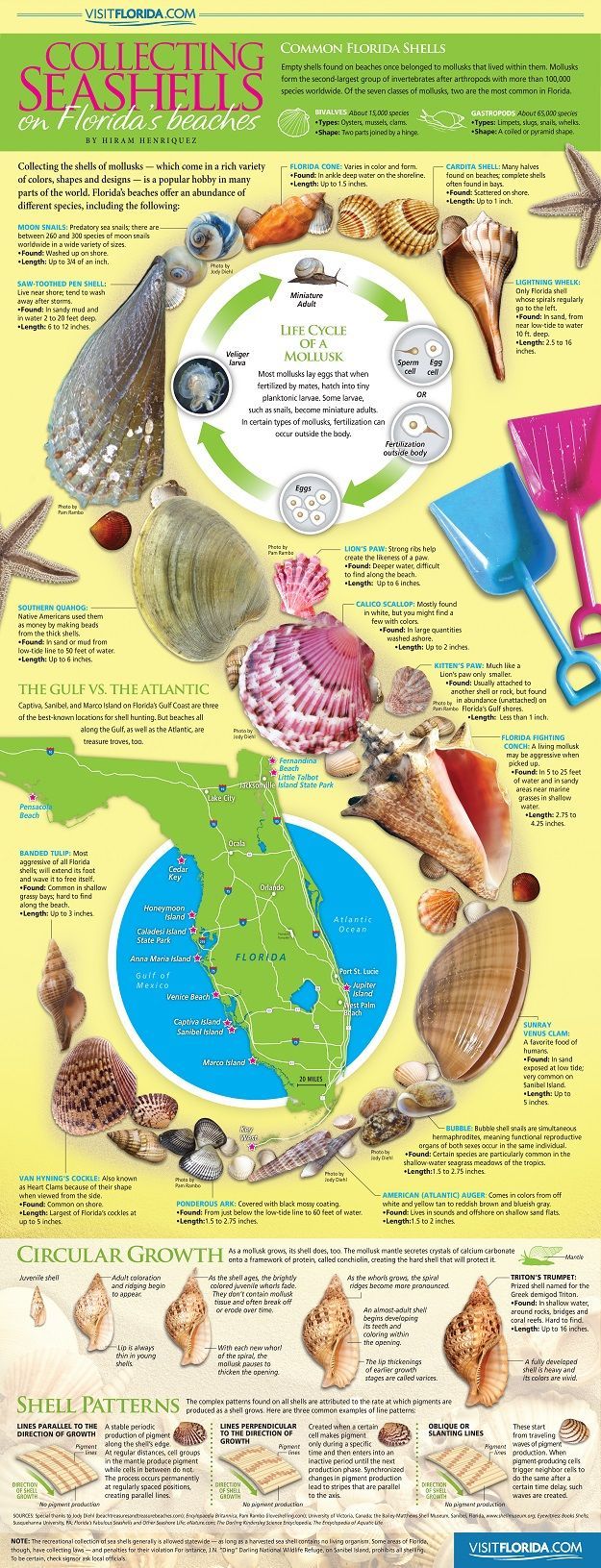 Collecting Seashells on Florida’s Beaches