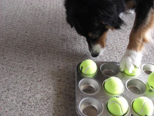 DIY Treat Toys to Keep Your Dog Busy – Kol’s Notes