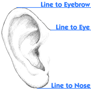 ear to eyebrow/eye/nose alignment reference
