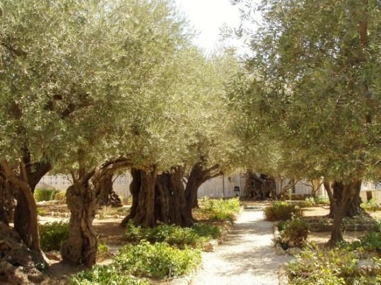 Garden of Gethsemane, Jerusalem. 2,000 year old olive trees that heard the prayers of Jesus and saw His arrest.