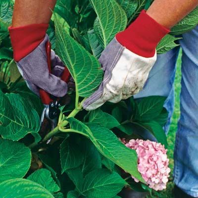 How to take care of hydrangeas to get more blooms, proper pruning techniques and how to transplant and grow more hydrangea plants.