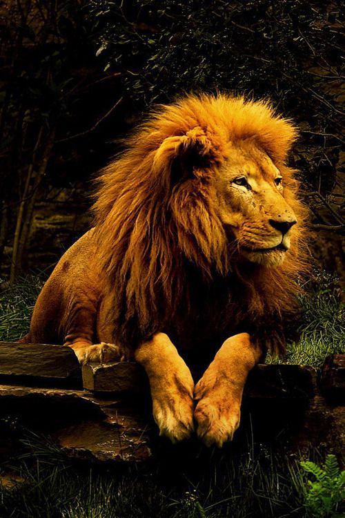 Incredible Lion Photos, Lion Pictures, Lion Attack Images