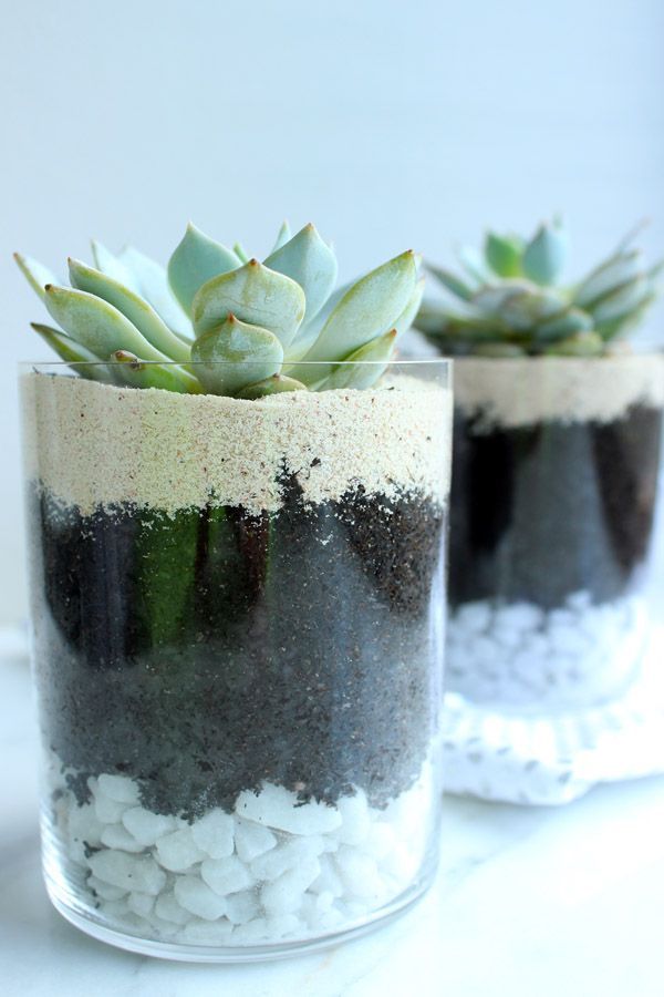Layered Succulents for the bedside table, plus how to pot & care for cacti!