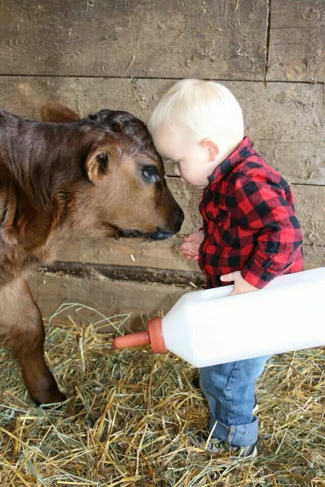 Little Boy says to “Carl” The Calf:  “Now listen to me young ‘Carl’ I’m The Boss of you, and I’m telling you to  drink this milk