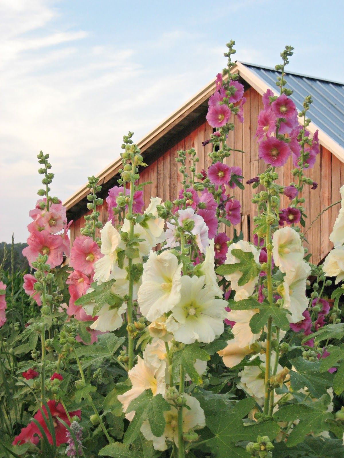 Love hollyhocks (1) From: Robin Happy At Home, please visit