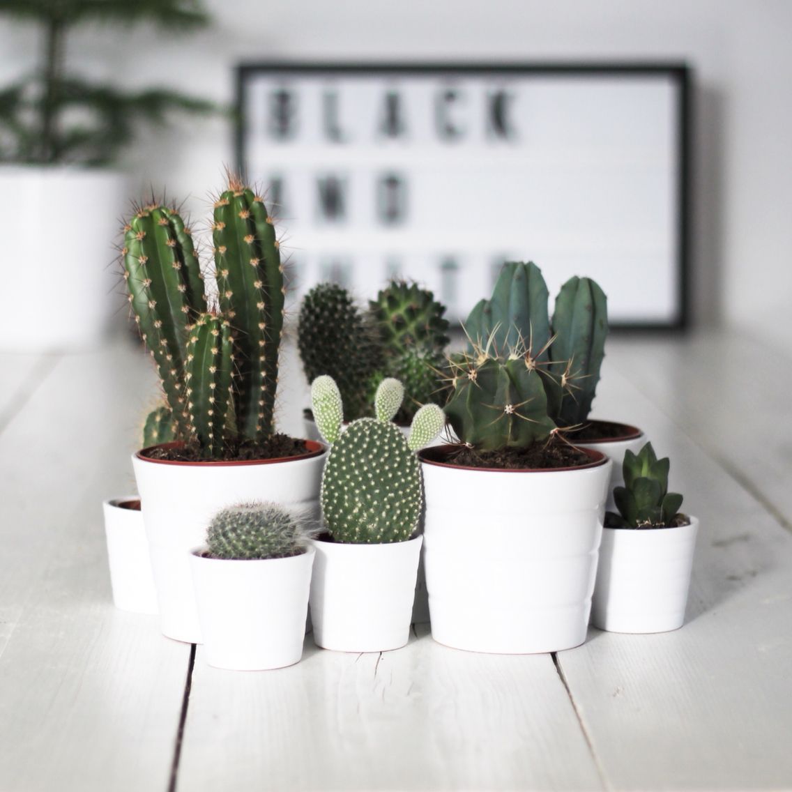 Love the look of different cacti in the same color, but different-sized clay pots.