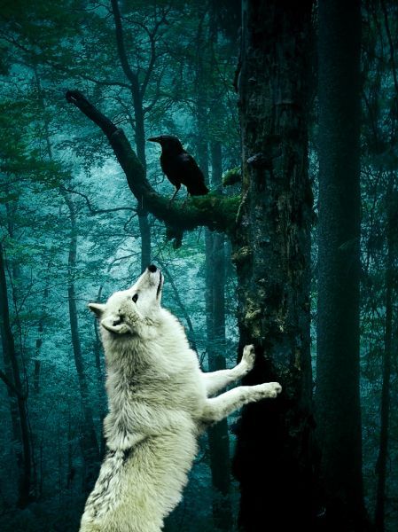 Raven & Wolf