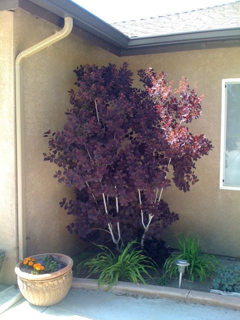 Smoke bush ~ drought tolerant, reddish purple in spring, deepening to a rich, deep purple in summer, changing to a flaming