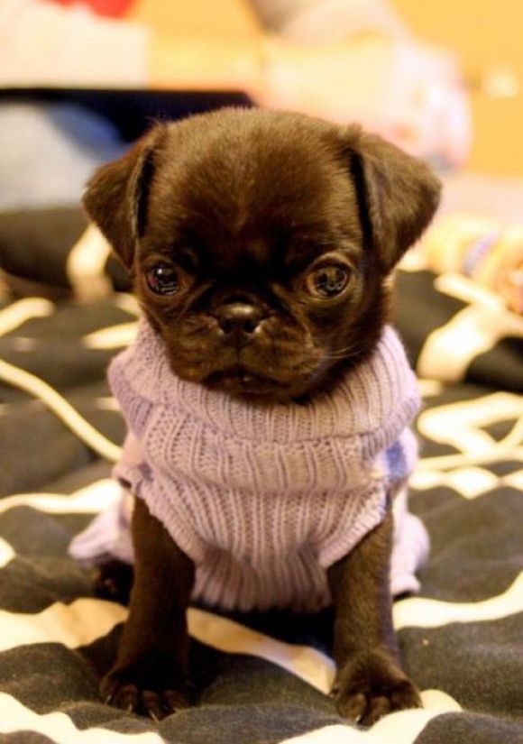 That little face is just AH! I love pugs way more than a person should. I wish my pug was still a puppy!