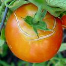 Why a tomato cracks and what to do about it and A LOT of other information about caring for tomato plants  ****