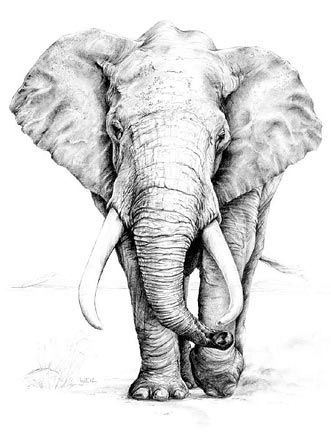 ‘African Elephant graphite pencil drawing by Linda Weil