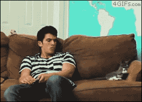 COPYCAT. | The 10 Goddamn Funniest Cat GIFs Of The Week