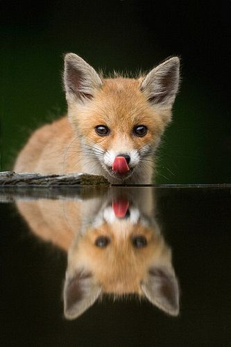 cub fox pic… you can see more pictures here/ zorrito el link te lleva a más fotos de animales