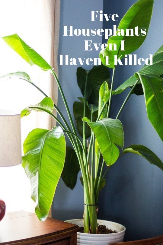 Five Houseplants Even I Haven’t Killed | Apartment Therapy