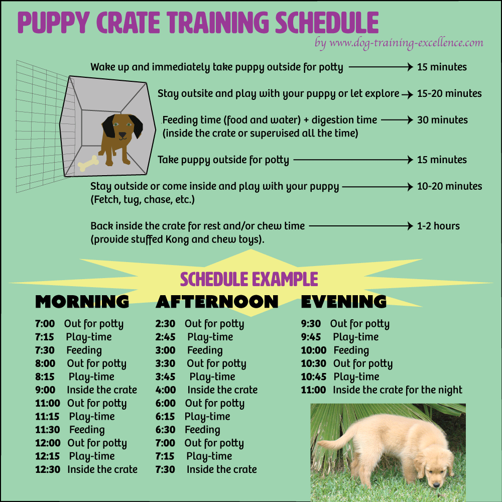 Free printable puppy crate training schedule! The best solution to potty train your dog and prevent home destruction. Follow this