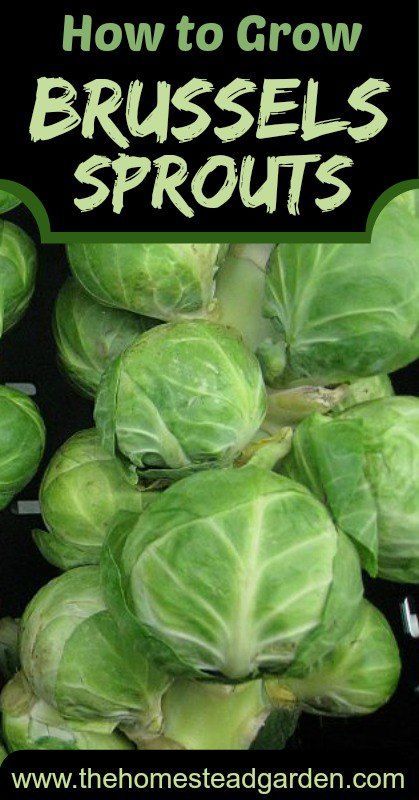 How to grow brussel spouts. Fancy growing your own vegetables at home? Here’s a great place to get started…