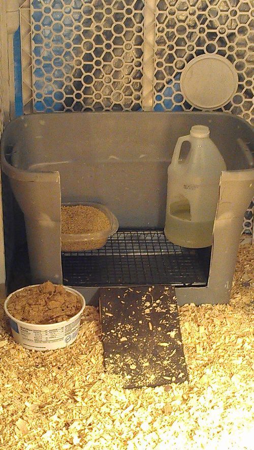 KEEPING IT CLEAN!  FINALLY!  Duckling Care & Brooder Ideas – BackYard Chickens Community