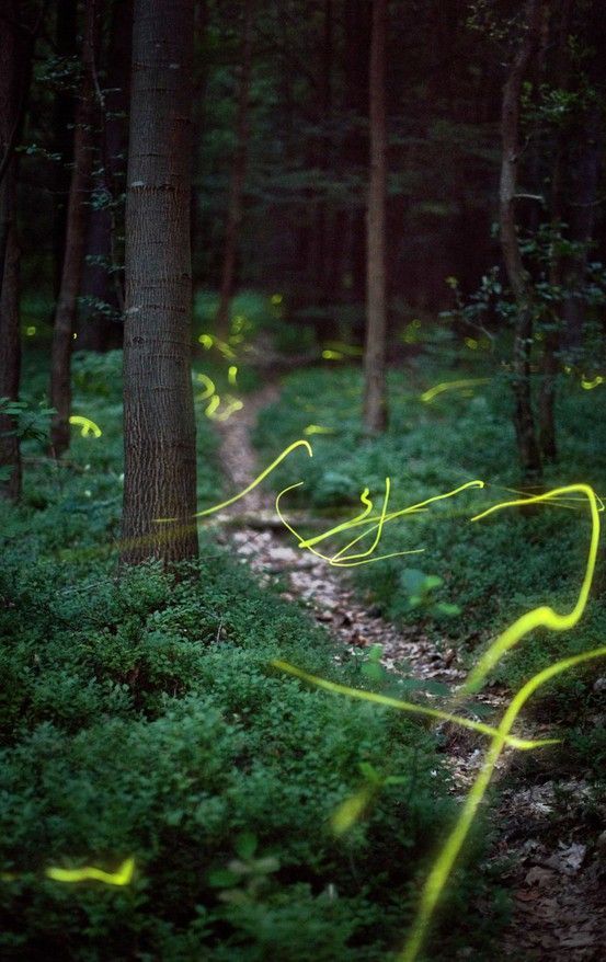 Kristian Cvecek uses slow shutter speeds to capture firefly movements between the trees and ferns.