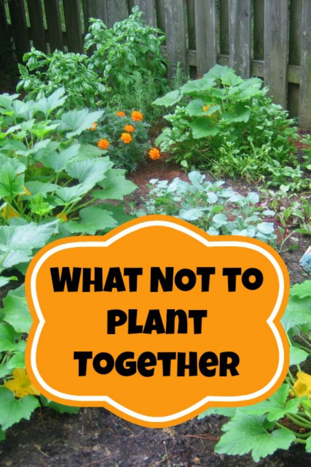 Often times when we talk about Companion Planting we discuss the plants that should always be planted side-by-side in our gardens.