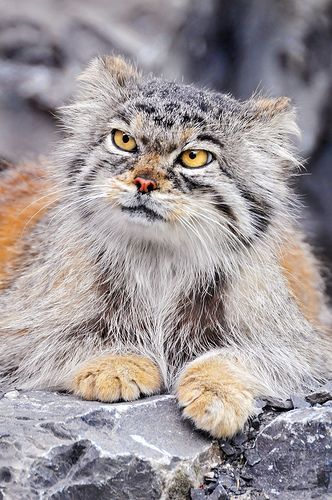 The manul, an ancient breed of small cats, 12 million years old. They can’t be domesticated and are classified as “near