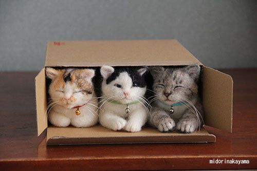 Three little cats lost their flats, and had to move in as one. They found that their flat was small for three cats, and one