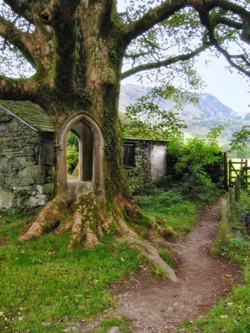 Tree Portal – Ireland