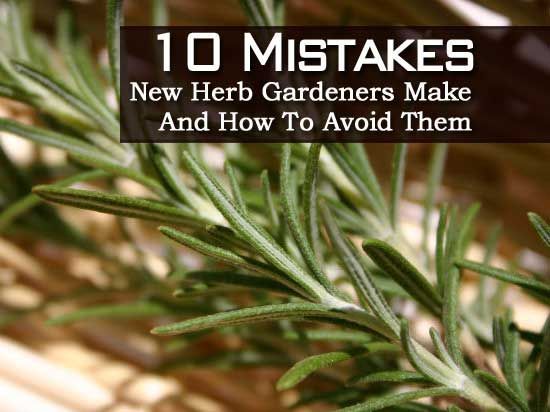 10 Mistakes New Herb Gardeners Make And How To Avoid Them