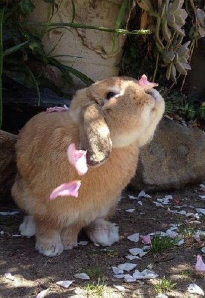 A bunny with a petal on its little nose. Everything is alright.