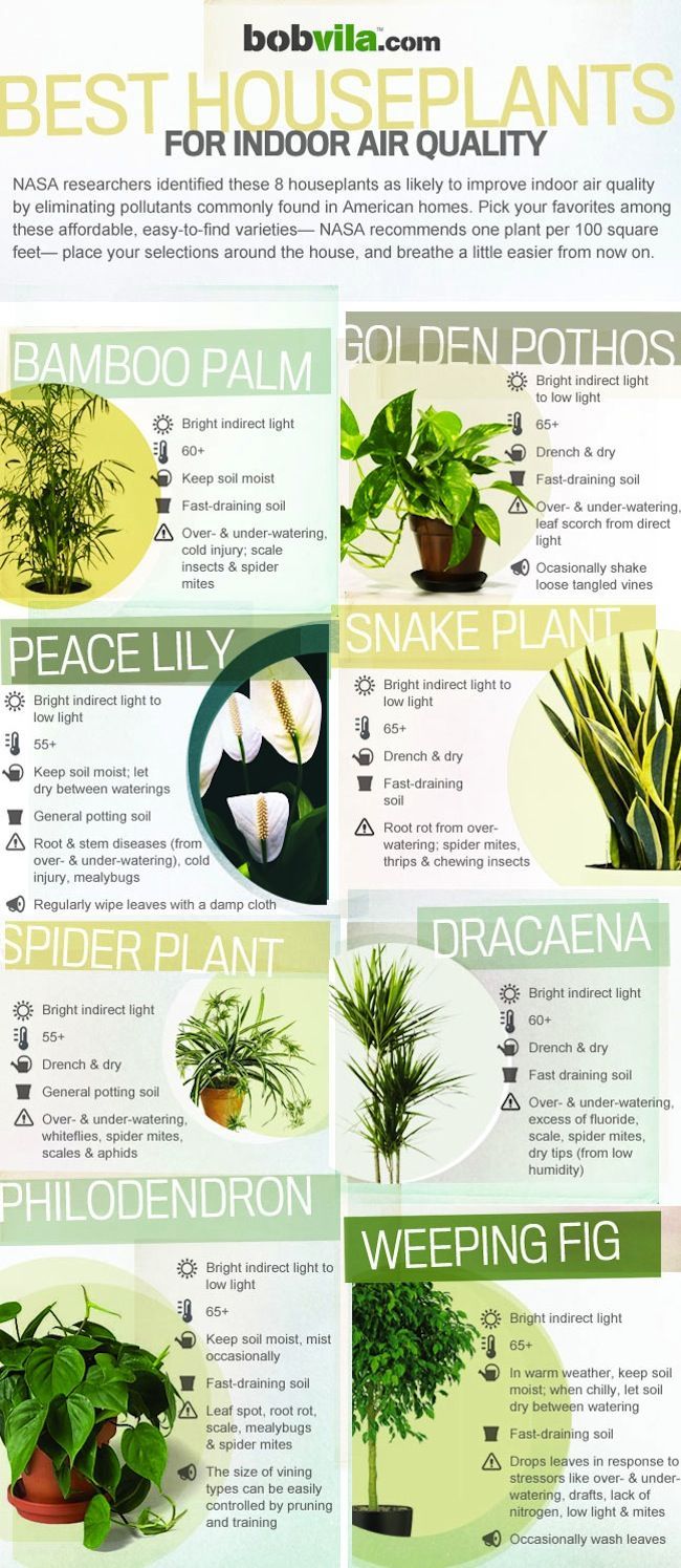 Best houseplants for indoor air quality
