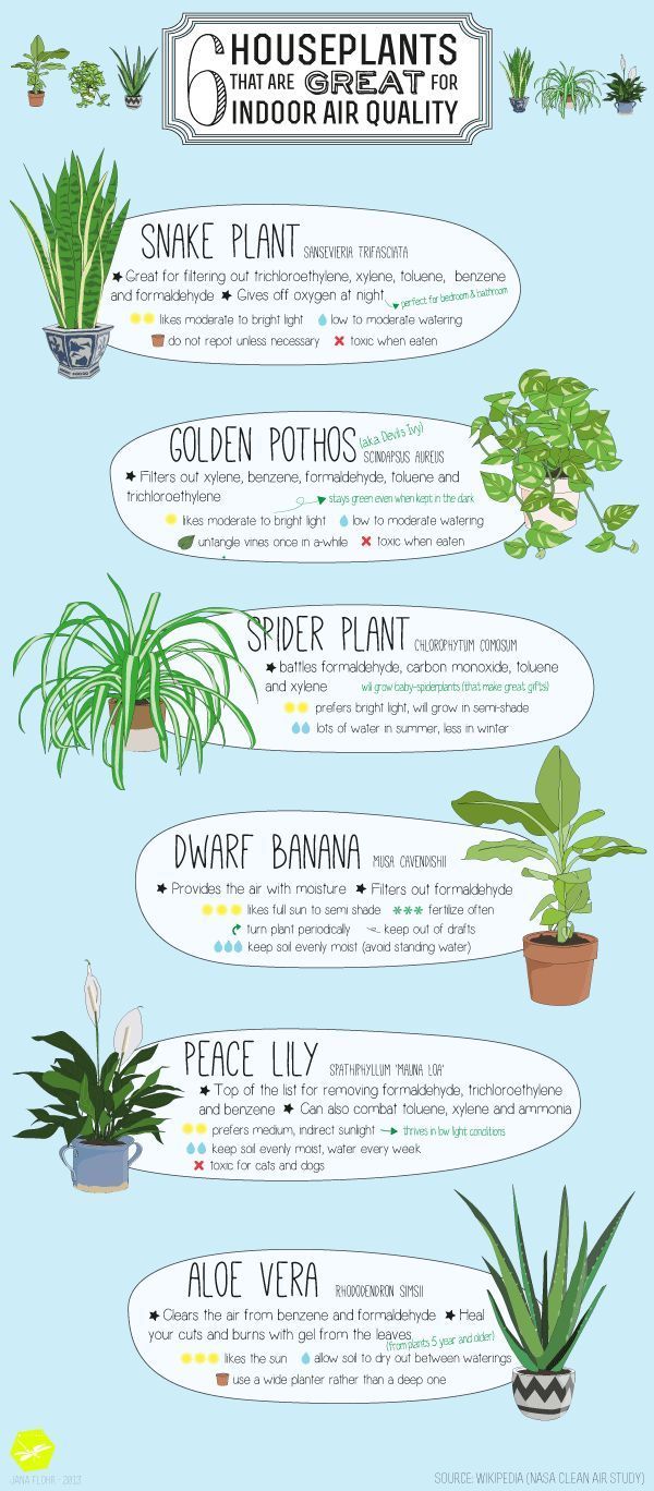 Best Indoor Plants
