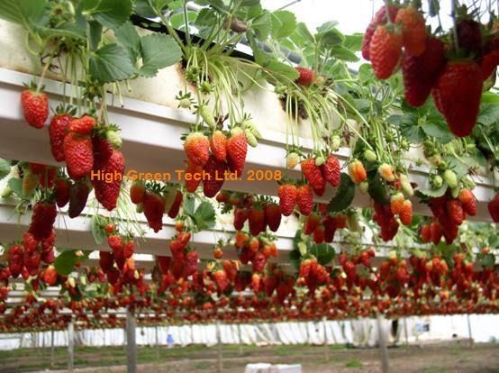 Plant strawberries in elevated beds using rain gutters.