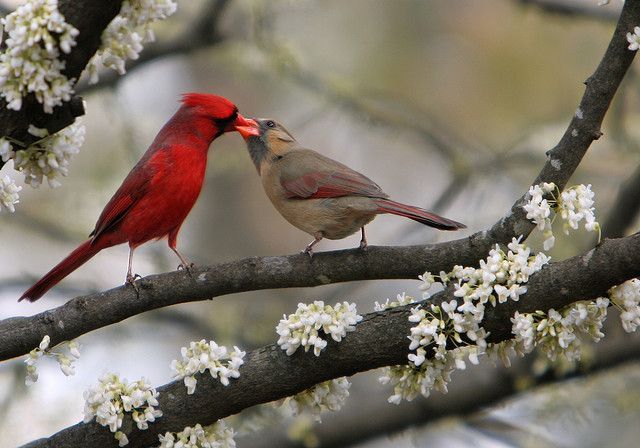 So sweet ~ A male cardinal feeding his mate. Cardinals mate for life.         (From linda yvonne on Flickr)