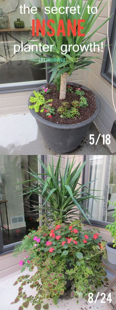 The secret to insane planter growth. One ingredient for impressive plants – so easy!