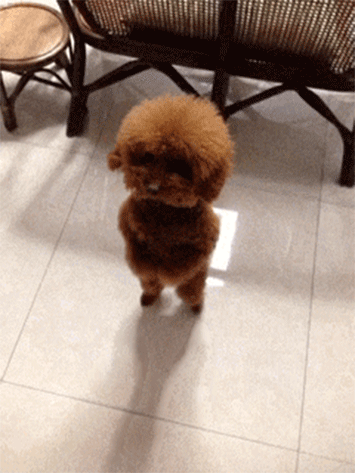 Too cute!!! | 15 Reasons Why You Hate Leaving Your Dog At Home