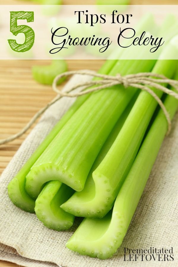 5 Tips for Growing Celery including growing celery from seed, watering celery, where to plant celery, when to plant celery and how