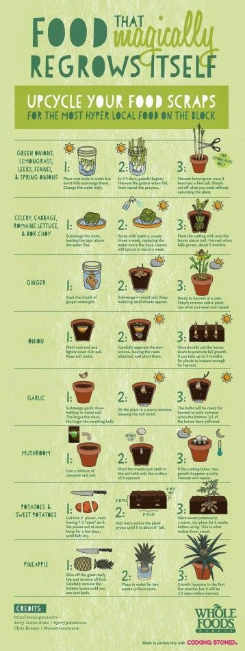 Food that magically regrows itself!