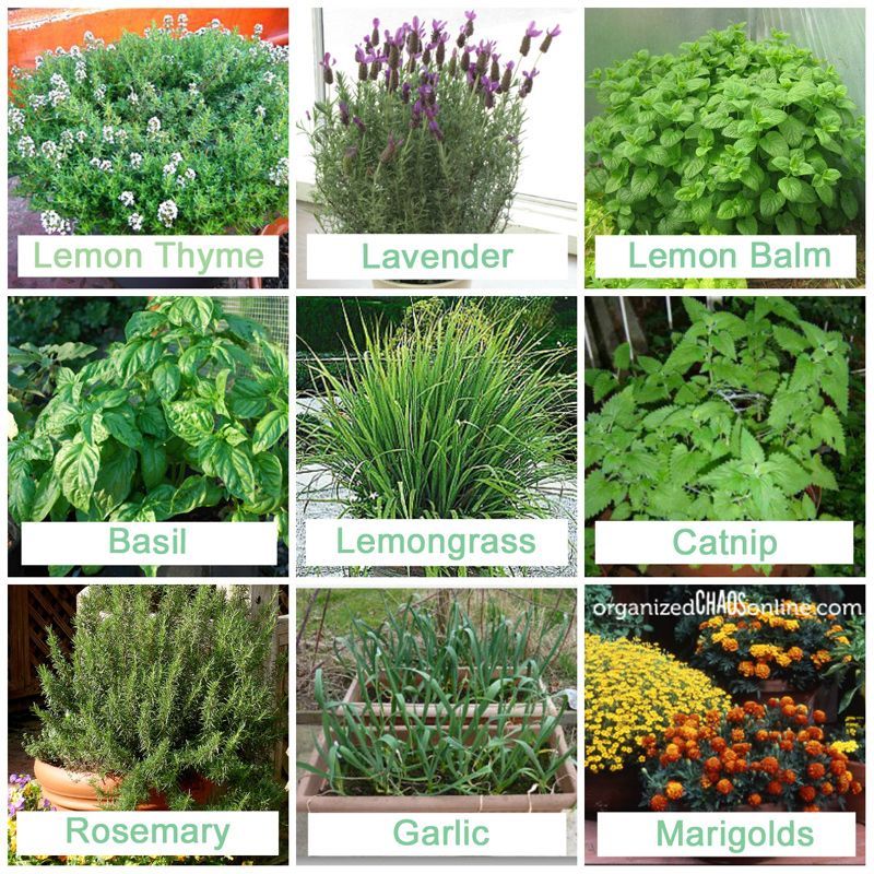 Plants that repel mosquitoes