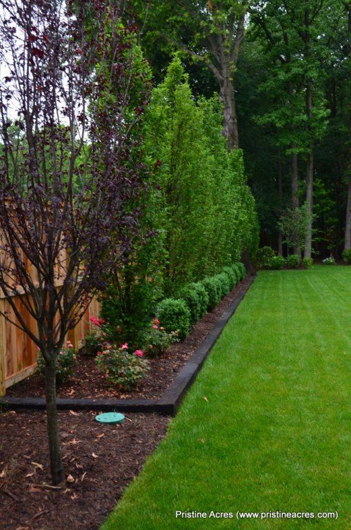 purple tree? And border along the back in front of the cedars to keep mulch in and grass clippings out…stone border instead…