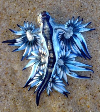 Real life dragon. This is Glaucus atlanticus. This strange and beautiful nudibranch spends its whole life floating upside down in