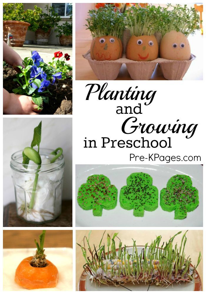 Science for Kids: Planting and Growing Seeds and Kitchen Scraps with Kids in Preschool – Pre-K Pages