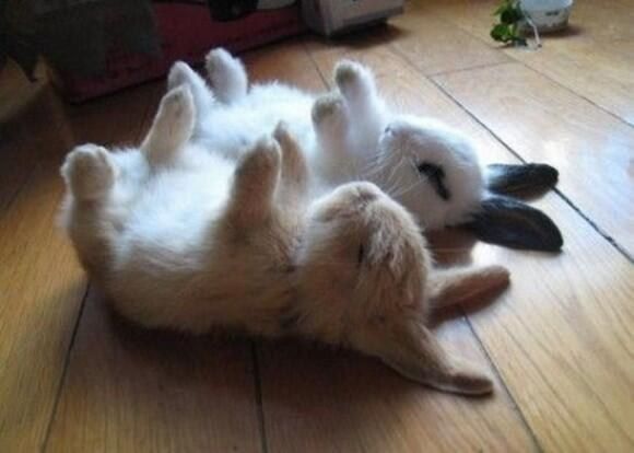 These two who are just the absolute cutest napping partners on this green earth. | 23 Bunnies Nappin’