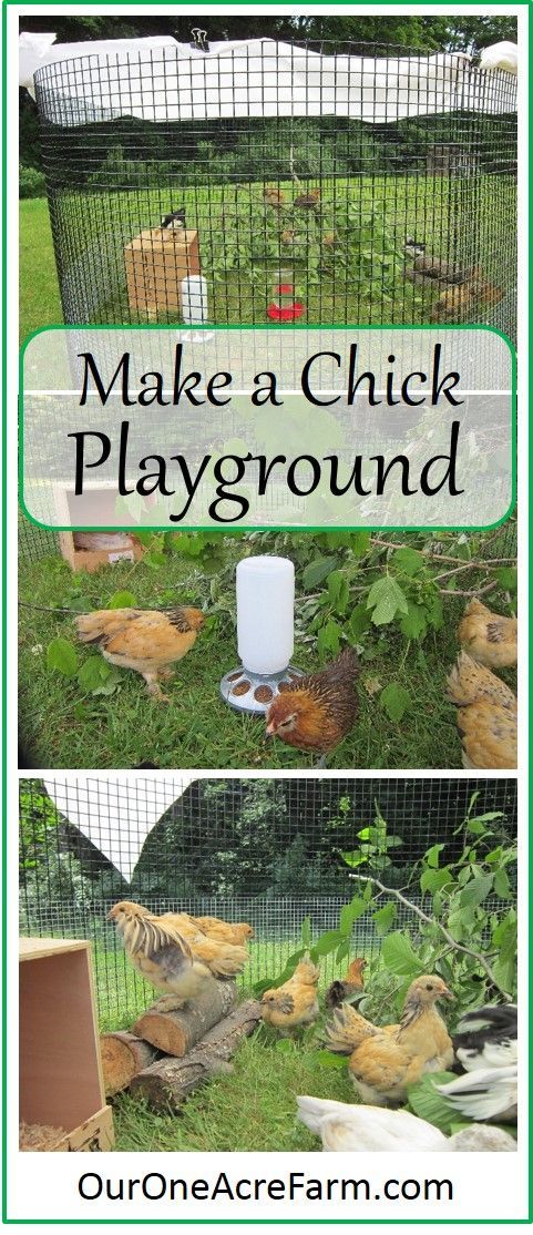 Baby chicks benefit from a time outdoors from a few days old, weather permitting. Create a stimulating, mo
