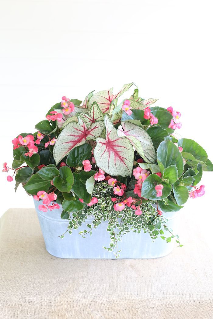 Calling all porches! This shade-loving mix includes: White Queen Caladiums, Whopper Begonia, Variegated Cr