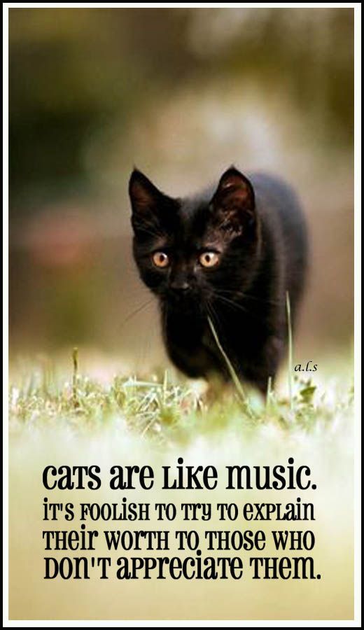 Cats are like music … it’s foolish to try to explain their worth to those who don’t appreciate them. #ca