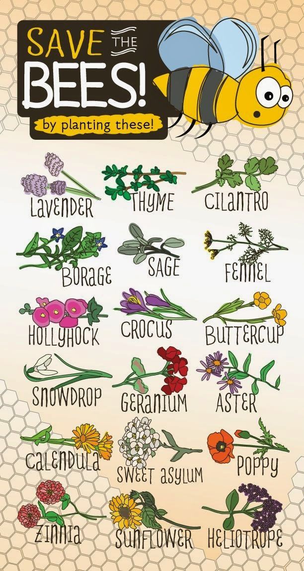 Plant these – but please make sure that the plants/seeds are organically grown. Most retail gardening stor