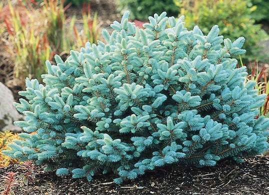 The dwarf globe blue spruce has beautiful blue needles that brighten your yard in winter and only get more