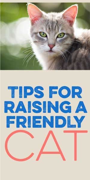 Tips For Raising A Friendly Cat! :)