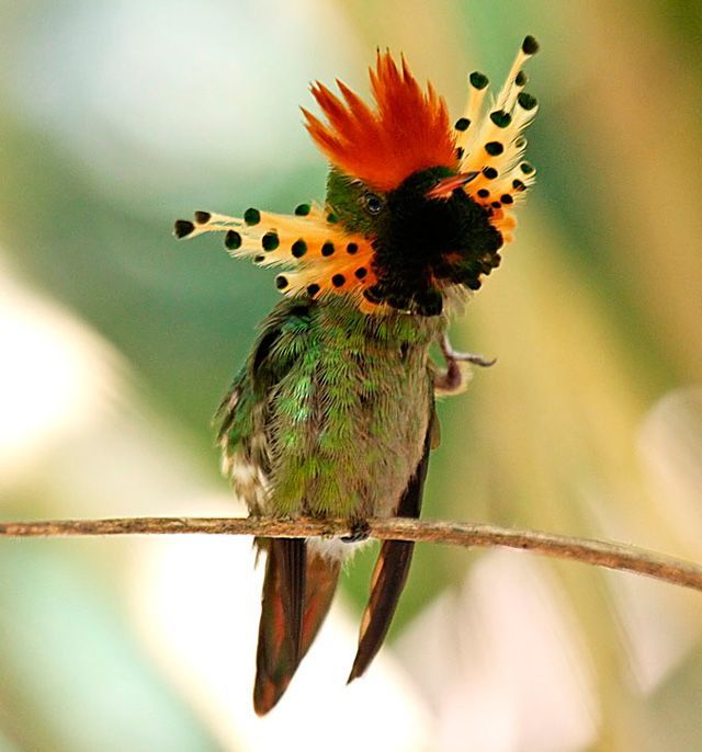 Tufted Coquette ~~ tiny hummingbird which breeds in eastern Venezuela, Trinidad, and northern Brazil.