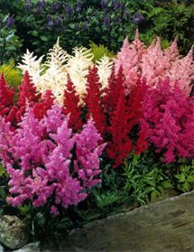 Astilbe is a medium height feathery looking plant. It even looks good in the fall when it dies.